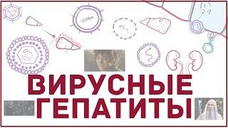 Вирусные гепатиты (A, B, C, D, E) - причины, симптомы, диагностика, серология