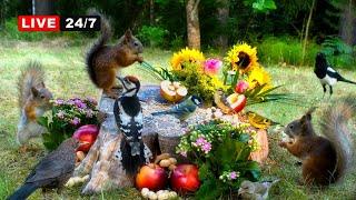  24/7 LIVE CAT TV NO ADS Midsummer Party with Cutest Red Squirrels & Adorable Little Bird