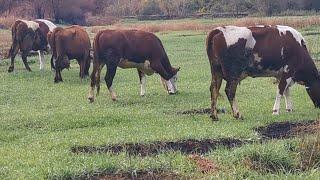 Живем в селі /. Мы не витримали поїхали по гриби. У вас водяться КВАСУЛІ? 