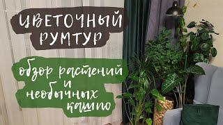 Цветочный румтур | Обзор растений и необычных кашпо