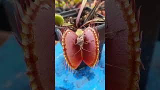 Venus Flytrap feeding time! #shorts