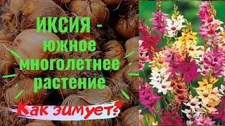 Иксия - южное многолетнее растение. Что любит, где растет, как зимует