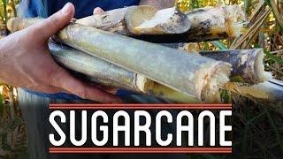 Sugarcane | How to Make Everything: Chocolate Bar