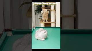 cat：？？？！！！#cat #cute #cuteanimals #funny #petlife #interesting #puppy #cuesports