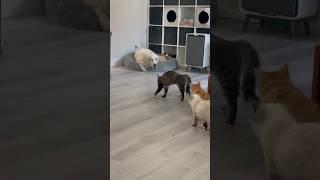 If cats made a Michael Jackson music video #kittens #cats #siberiancats #mj #michaeljackson