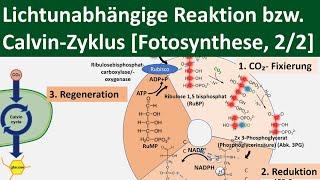 Lichtunabhängige Reaktion / Calvin-Zyklus / Dunkelreaktion [Fotosynthese, 2/2] -[Biologie,Oberstufe]