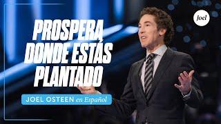 Prospera donde estás plantado | Joel Osteen