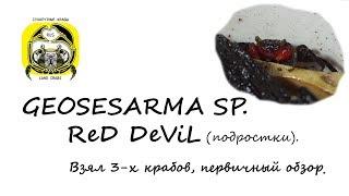 Краб вампир Geosesarma sp. Hagen (Red Devil Красный дьявол) первые впечатления.