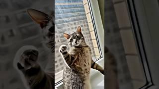 Comment Your Favorite pet  - For more videos check out my channel  #youtube #shorts #edit #mrit