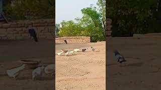 Ab humery Navy Kabutar check karo ️ #pigeon #kabutars #kabootar #whitepigeon #aliwal