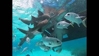 Snorkeling at Hol Chan and Shark Ray Alley