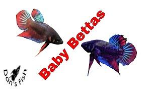 Betta Imbellis | Breeding & Raising a Peaceful Betta | Species Profile