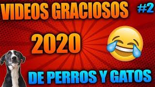 VÍDEOS GRACIOSOS DE GATOS Y PERROS / Intenta No Reír