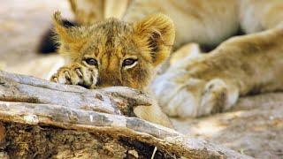 A Lioness Mom Won’t Let Her Cubs’ Father Approach