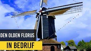 Working Windmill "Den Olden Florus" on Kingsday 2019 Netherlands