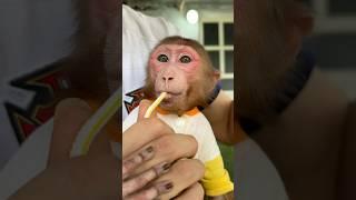 When Monkey Nana wants to drink milk #monkey #cutemonkey #babymonkey #monkeynana #animals