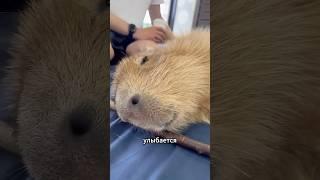 Почему капибары — самые крутые животные на планете?