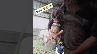 لڑکی نے کمال کر دیا بکرے کا دودھ نکال کر
