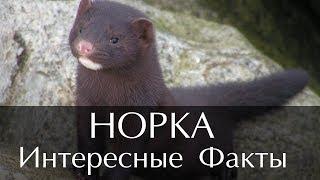 Интересные факты о Норке