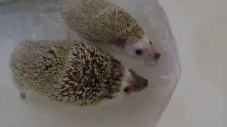 Hedgehog Sisters Swimming In Tub