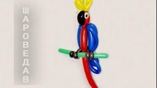 Parrot from balloons Twisting