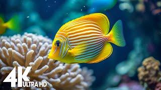 Aquarium 4k VIDEO (ULTRA HD) - Charming Fish of the Coral Reef Ecosystem -  Relaxing Music