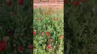 Полевые цветы 02.06.25.