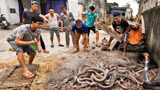 Terrifying Sound Comes From The Mouths Of 100 Mating King Cobras