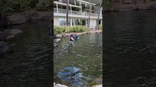 Swim with Dolphins, HI 2023