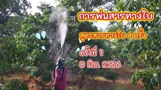 การพ่นสารลำไย สูตรสารทางใบ 4 ครั้ง ฤดูกาล 2566 โซนที่ 1 ประมาณ 140 ต้น