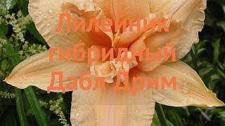 Лилейник гибридный Дабл Дрим (hemerocallis)  обзор: как сажать, луковицы лилейника Дабл Дрим