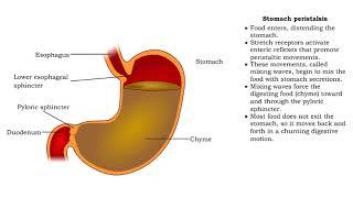 Stomach peristalsis - Movement of Food Through the Small Intestine