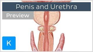 Penis and Urethra (preview) - Human Anatomy | Kenhub