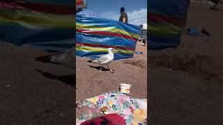 Lollipop and lunch thief…#seagull #theft #foodthief #birds
