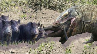 KOMODO LIZARD VS WILD BOAR! VARAN IS IN BUSINESS