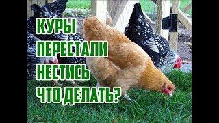 Почему куры не несутся? / Что делать если куры перестали нестись? / Почему куры перестали нести яйца