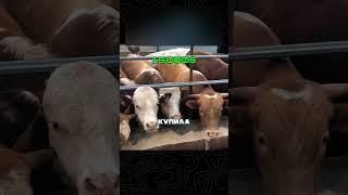 Доярка разорила олигарха