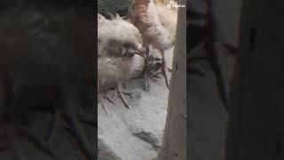 HEN CHICKS #SHORTS |@AFAQ BUKHARI