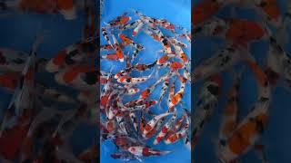 More items on the BIGGEST Niigata Stocklist! #shorts #japanesekoi