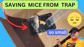 HOW TO SAFELY REMOVE A BABY MICE FROM STICKY TRAP 