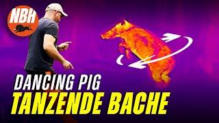 Ich dreh durch! - Eine tanzende Bache in meinem Revier - NBH - Chris  |  dancing boar