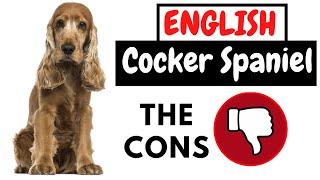 English Cocker Spaniel - The Cons