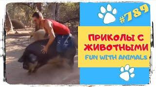 Смешные Животные   Приколы с Животными  Лучшая Подборка  Funny Animals   TikTok Trends 