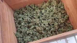 Взвешивание Nothern Light XXL Auto 00 от Мария Любит Хуана #00#nothernlight#weedplant#weed
