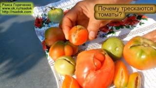 Why do tomatoes crack?