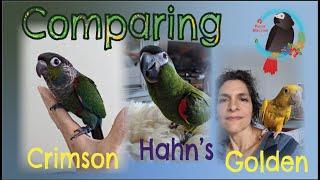 Comparing #Crimson-bellied Conure, Hahn's_Macaw & #Golden_Conure #Parrot_Bliss