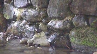 Pluszcz, White-throated dipper (Cinclus cinclus)