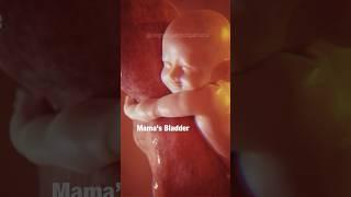 BABY IN WOMB - Did You See the Frustration? #pregnancyhumor