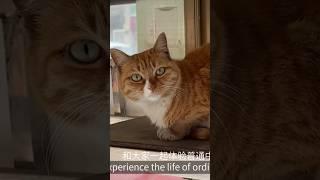 The cat occupied the food cart vol.2#vlog #funny #cat #shorts