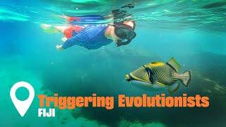 Fiji's Fantastic Triggerfish | Creation on Location